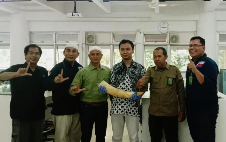 Dosen UGM Gagalkan Penyelundupan Gading Gajah