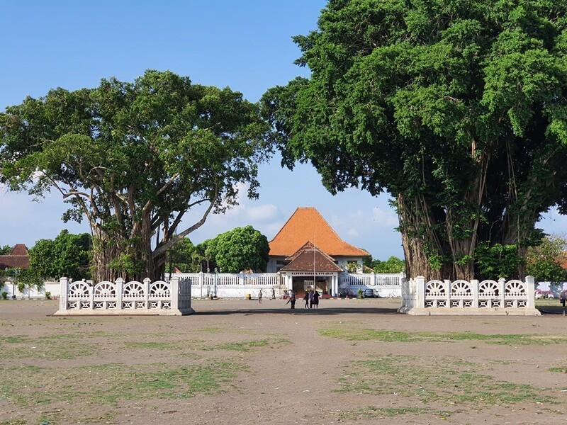 Pohon Beringin di Alun Alun Selatan Yogyakarta