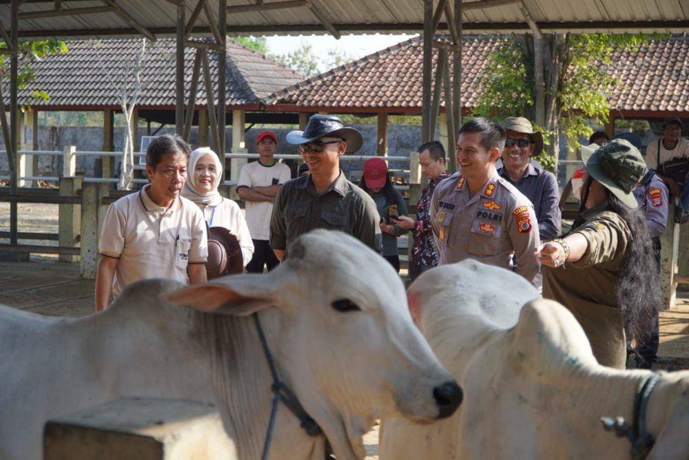 Pemkab Gunung Kidul Gelar Kontes Ternak, Lestarikan Sapi Lokal