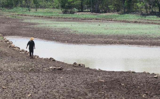 Telaga Gunung Kidul Kering Dampak Kemarau Panjang