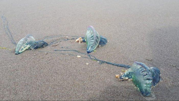 Ubur-ubur Beracun Kembali Muncul di Pantai Gunung Kidul