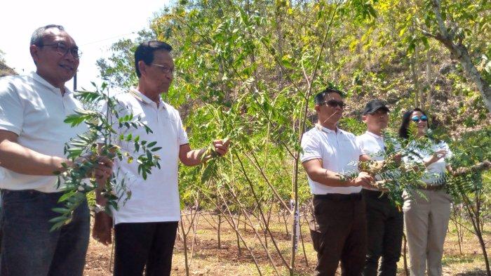 PT PLN Lakukan Pruning Indigovera di Gunung Kidul