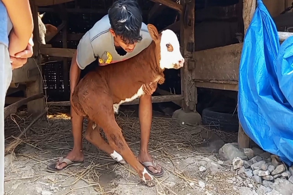 Anak Sapi di Gunungkidul Terlahir dengan 2 Kaki