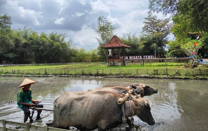 7 Destinasi Wisata Pedesaan di Bantul yang Ramah di Kantong! 2 Desa Wisata Tembi