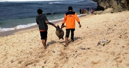 Sekor Penyu Langka di Temukan Mati di Pantai Sepanjang Gunung Kidul