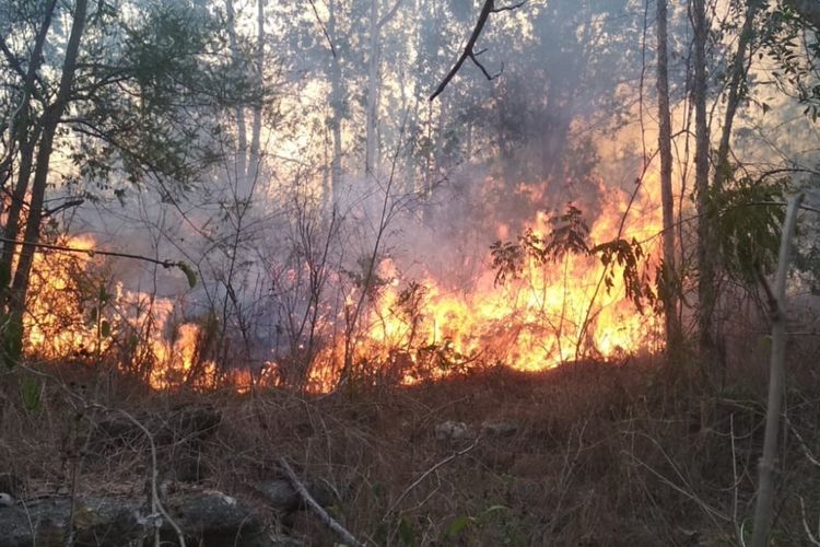 Hutan Penelitian UGM Wanagama Terbakar