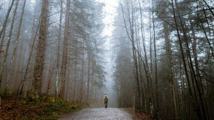 suwardi hilang di hutan pinus