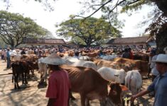 Pasar Sapi Amabar ketawang