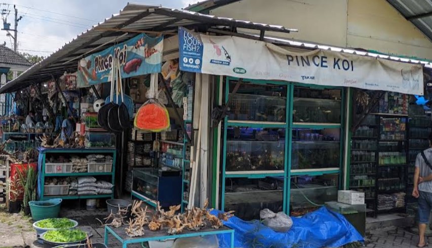 7 Tempat Beli Tanaman Hias di Jogja yang Segar dan Terpercaya 2 PASTY (Pasar Satwa dan Tanaman Hias Yogyakarta)