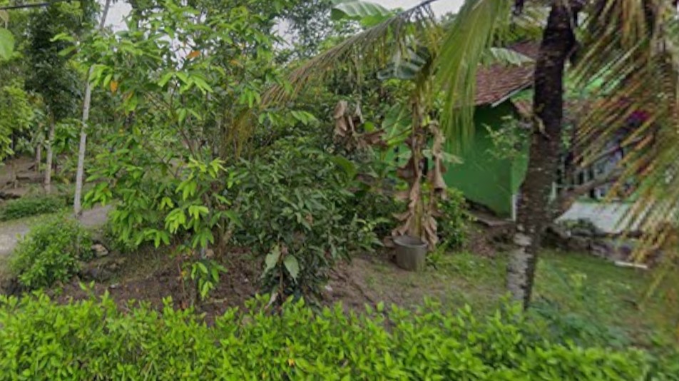 7 Tempat Beli Tanaman Hias di Jogja yang Segar dan Terpercaya 4 Rumah Tanaman Jogja