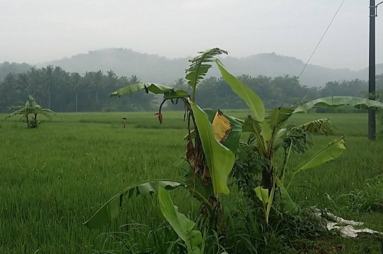 7 Desa Wisata Jogja Sejuk dan Asri, Bisa Mampir Saat Libur Panjang 6 Desa Wisata Wukirsari (Bantul)