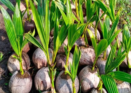 7 Tempat Beli Tanaman Hias di Jogja yang Segar dan Terpercaya 7 Kebun Bibit Jogja