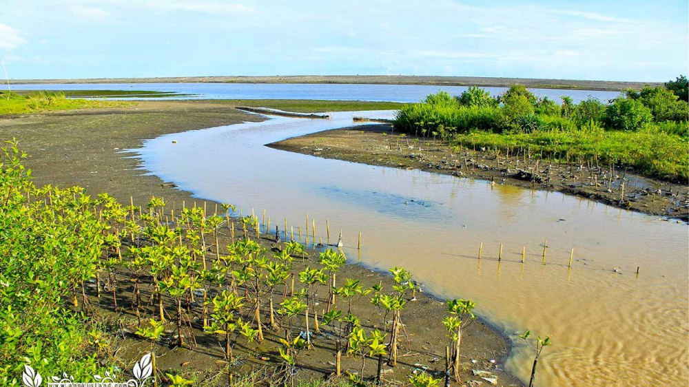 Pantai Baros, Bantul surga edukasi dan konservasi mangrove