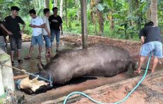 Sapi Prabowo