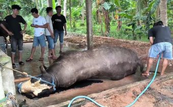 Sapi Prabowo