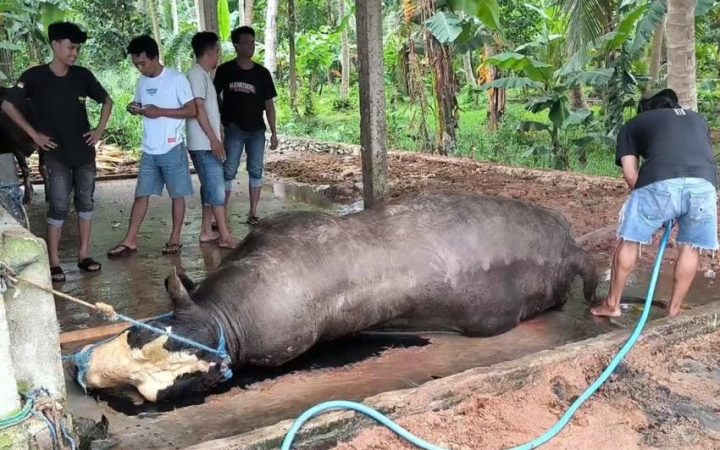 Sapi Prabowo