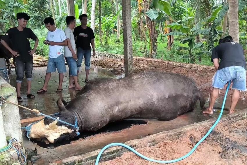 Sapi Prabowo
