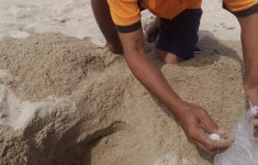 Telur Penyu di Pantai Jungwok