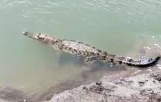 Ilustrasi buaya di Sungai Progo
