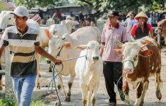Wajib SKKH Jelang Idul Adha