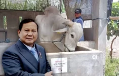Sapi Kurban Presiden Prabowo
