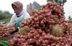 Harga Bawang Merah di Jogja