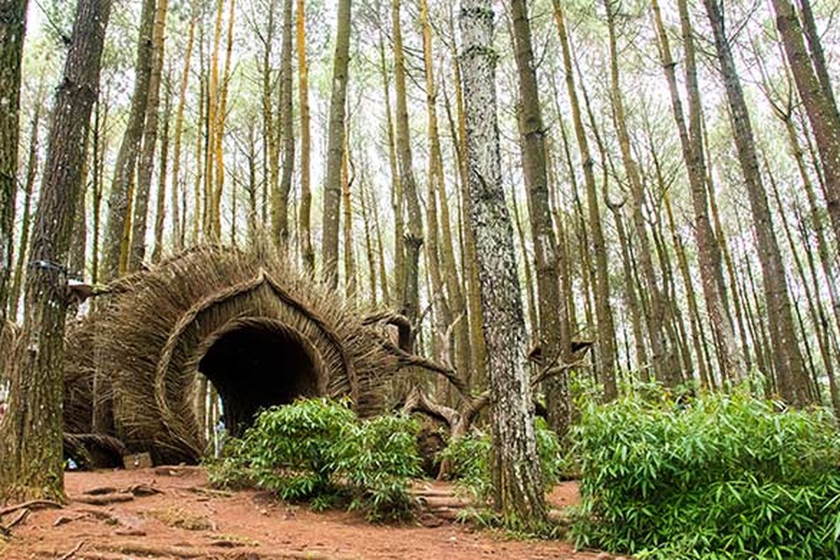 10 Wisata Alam Menarik di Jogja yang Cocok Dikunjungi Saat Liburan Sekolah, Seru dan Menyenangkan! 2 Hutan Pinus Pengger