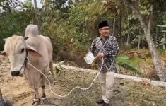 Sapi kurban Gubernur Daerah Istimewa Yogyakarta, Sri Sultan Hamengku Buwono X