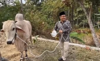 Sapi kurban Gubernur Daerah Istimewa Yogyakarta, Sri Sultan Hamengku Buwono X