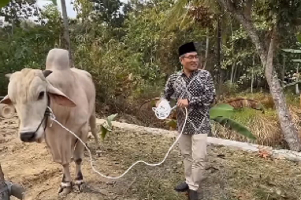 Sapi kurban Gubernur Daerah Istimewa Yogyakarta, Sri Sultan Hamengku Buwono X