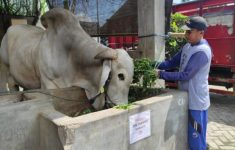 Presiden Prabowo Subianto membeli seekor sapi kurban dari seorang warga di Kalurahan Mangunan, Kapanewon Dlingo, Kabupaten Bantul, DIY.