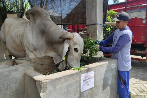 Presiden Prabowo Subianto membeli seekor sapi kurban dari seorang warga di Kalurahan Mangunan, Kapanewon Dlingo, Kabupaten Bantul, DIY.