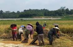 Ilustrasi petani Sleman sedang memanen padi. (Source: Agro Milenial)