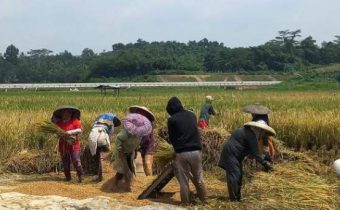 Ilustrasi petani Sleman sedang memanen padi. (Source: Agro Milenial)
