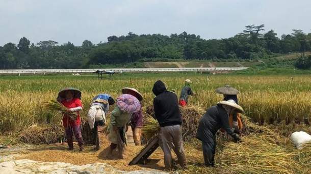 Ilustrasi petani Sleman sedang memanen padi. (Source: Agro Milenial)