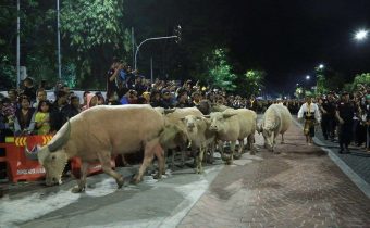 Kebo Bule Kyai Slamet (Source: RRI)