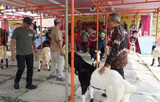 Kontes Kambing Kaligesing digelar di Lapangan Dwi Lomba, Temuwuh, Dlingo, Bantul, Minggu 22 Juni 2025.