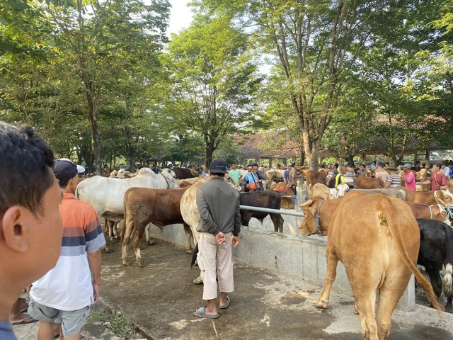 Jelang Idul Adha inilah suasana pasar hewan Ambarketawang (source: Kumparan)