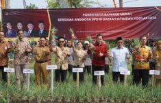 Panen raya bawang merah bersama anggota DPD RI Daerah Istimewa Yogyakarta