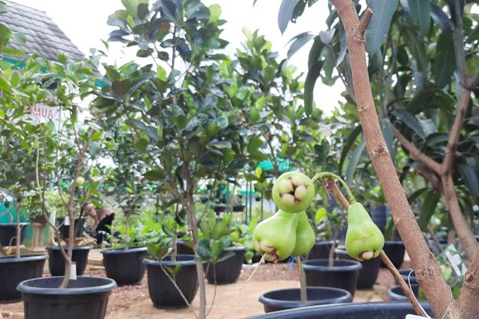 Jambu Air