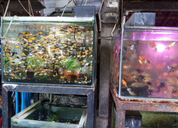 7 Tempat Beli Ikan Hias di Jogja yang Tersedia Banyak Pilihan dan Harga Terjangkau! 3 Pasar Ngasem (source: Google Maps)