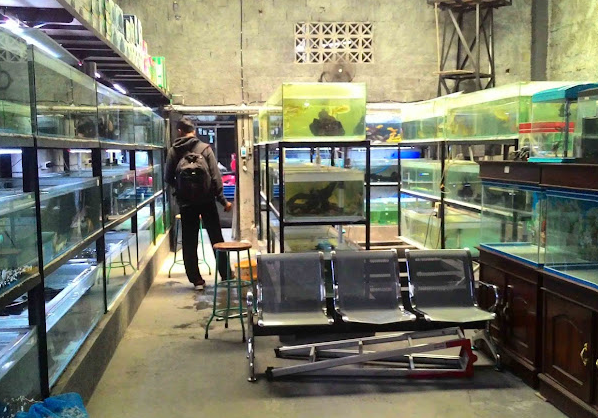 7 Tempat Beli Ikan Hias di Jogja yang Tersedia Banyak Pilihan dan Harga Terjangkau! 4 Hobiku – Bawah Flyover Jombor (source: Google Maps)