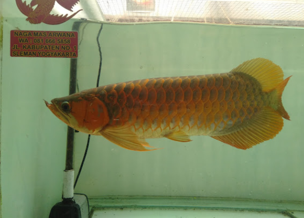 7 Tempat Beli Ikan Hias di Jogja yang Tersedia Banyak Pilihan dan Harga Terjangkau! 5 Naga Mas – Spesialis Arwana (Gamping, Sleman)