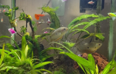 The Best Aquarium & Pet Supply (Jl. A.M. Sangaji, Jetis)