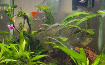 The Best Aquarium & Pet Supply (Jl. A.M. Sangaji, Jetis)