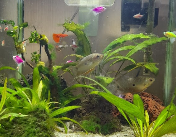 The Best Aquarium & Pet Supply (Jl. A.M. Sangaji, Jetis)