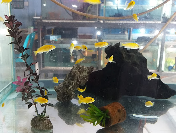 7 Tempat Beli Ikan Hias di Jogja yang Tersedia Banyak Pilihan dan Harga Terjangkau! 7 Galaxy Aquarium (Maguwo, Depok, Sleman)