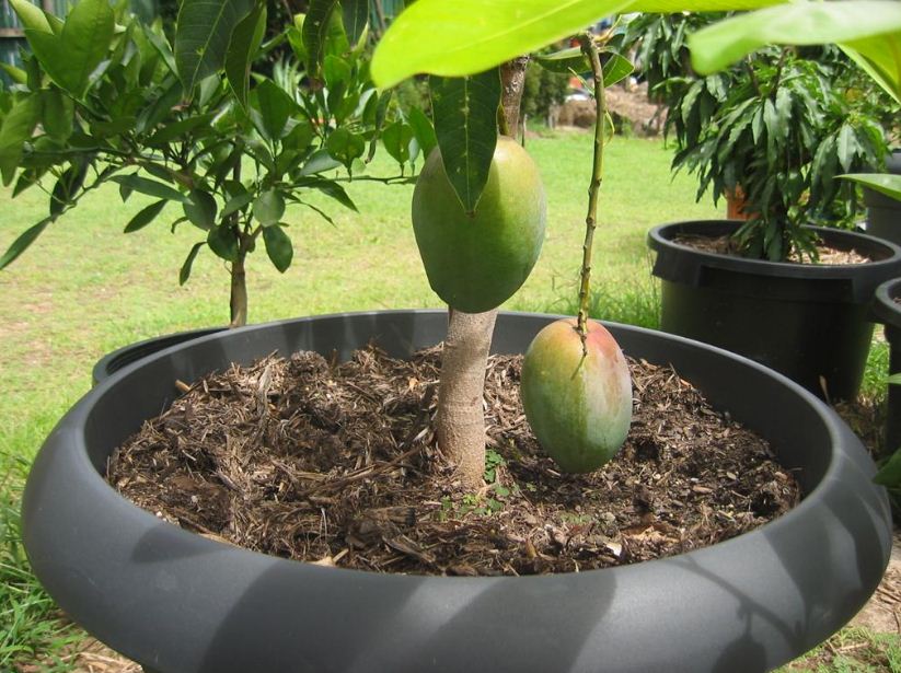 Mangga Mini