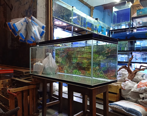 7 Tempat Beli Ikan Hias di Jogja yang Tersedia Banyak Pilihan dan Harga Terjangkau! 8 Shukaku Ikan Hias (Kotagede/Bantul)