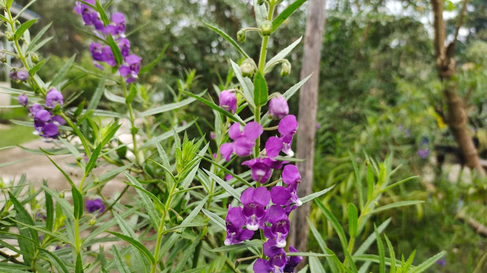 8 Jenis Bunga yang Bisa Tumbuh Subur di Jogja, Mulai dari Bougenville Hingga Cosmos! 9 Bunga Lavender Lokal